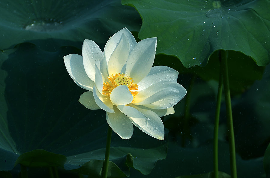 南阳摄影学校：摄影中眼神的捕捉有什么技巧？